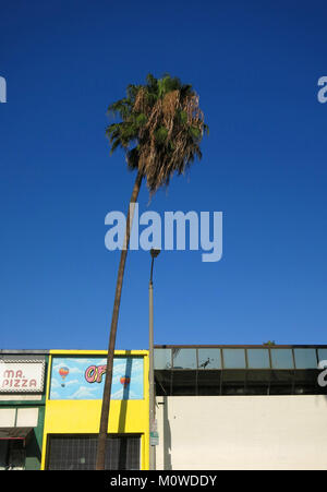 Palm trees in Los Angeles, California, USA Stock Photo