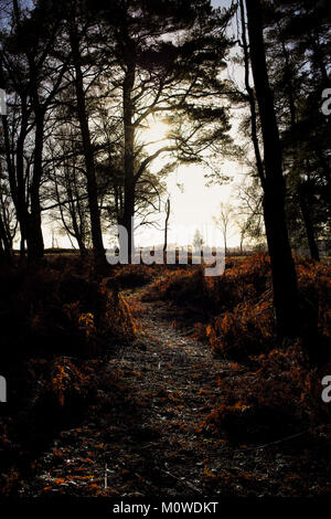 Autumnal colours as the sun rises in the New Forest on a walking path. Stock Photo