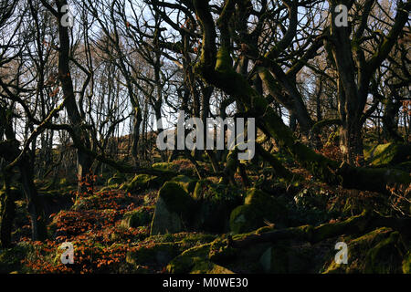 Autumn leaves amongst the tangled oaks of Padley Gorge in the Peak District. Stock Photo