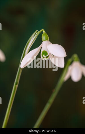 Close up of the flower of single snowdrop Galanthus rhizahensis Stock Photo