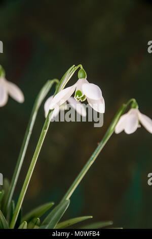 Close up of the flower of single snowdrop Galanthus rhizahensis Stock Photo