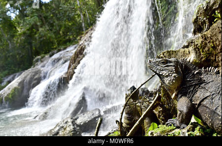 Waterfall in a lush rainforest. Beautiful waterfalls or cascades in El Nicho, El Nicho waterfall, in Scambray mountains. Cienfuegos province, Cuba. Stock Photo