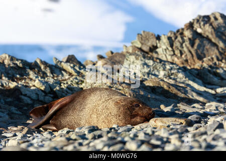 Resting seal on a beach at Half Moon Island, Antarctic Stock Photo