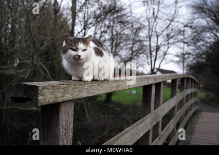A white cat sits on the hand rails and guards a wooden bridge at  Romsey canal Hampshire . Stock Photo