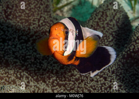 Little buddy. Anemonefish and shrimp(Ancylomenes holthuisi cleaning Amphiprion polymnus). Panglao Island, Philippines Stock Photo