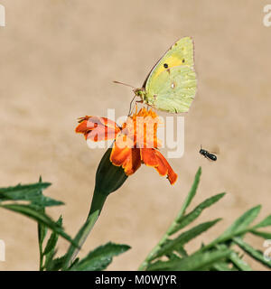 clouded yellow butterfly Colias croceus with closed wings feeding on a marigold and being chased by tiny fly or gnat on a blurry beige background Stock Photo
