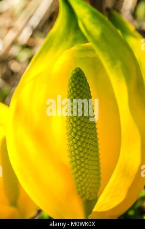 Close-up detail of yellow Skunk Cabbage, sometimes also known as swamp cabbage Stock Photo