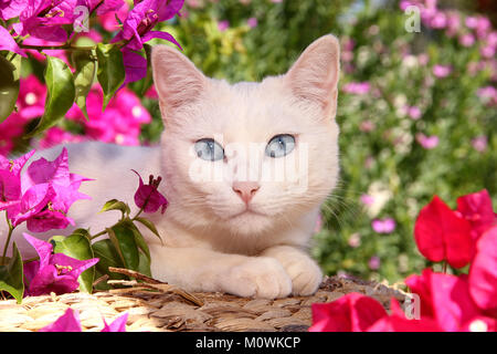 portrait of a white cat in the garden Stock Photo