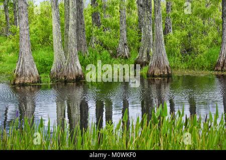 cypress trees reflecting in a swamp in Louisiana Marsh Stock Photo