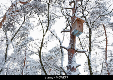 Feeder for birds on the pine tree in the winter forest Stock Photo