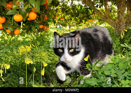 tuxedo cat walking through an orange grove Stock Photo