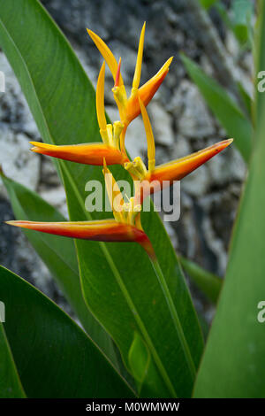 Lobster-claw or (Heliconia),Nusa Penida,Nusa Lembongan,Bali,Indonesia Stock Photo