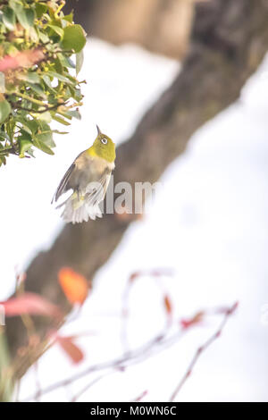 24 January 2018 A Japanese white-eye (Zosterops japonicus) flying in front of shrub on snowy day Stock Photo