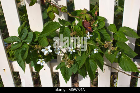 White flowers of Youngberry , a complex hybrid between three  species  genus Rubus- , the raspberries, blackberries, and dewberries of the rose family. Stock Photo