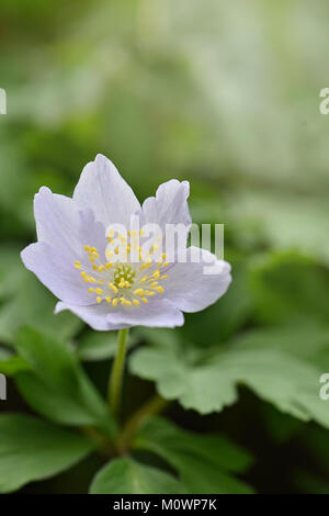 Close-up image of the spring flowering wood Anemone flower also known as Anemone Nemorosa, thimbleweed and Smell fox. Stock Photo