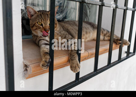 Cat on a window on a street in Altea in Spain Stock Photo