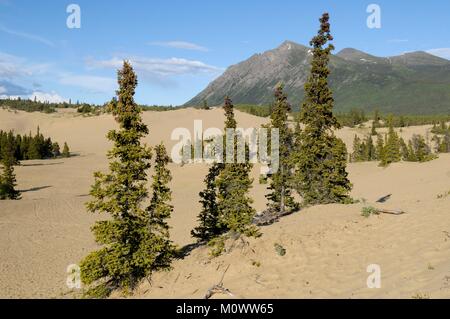 Canada,Yukon Territory,Carcross,Carcross Desert Stock Photo