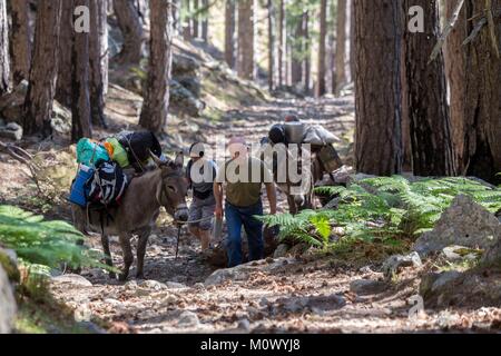 France,Haute-Corse,valley of Restonica,porterage of foods and equipments by donkeys during the transhumance on foot of the herd of sheeps of the shepherd Mariani Antoine towards the sheepfold of Timozzo