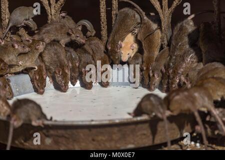 India, Rajasthan, Deshnok, Rats (reincarnated poets, bards and ...