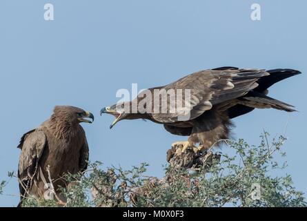 India, Rajasthan, Bikaner, Steppe eagle (Aquila nipalensis), two animals perched on a tree Stock Photo