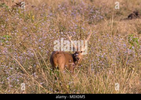 India, State of Assam, Kaziranga National Park, Hog Deer ( Axis porcinus or Hyelaphus porcinus), adult male with velvets Stock Photo