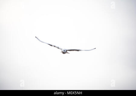 Flying birds in the sky, soaring seagulls Stock Photo