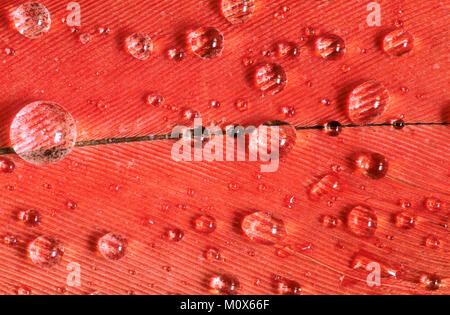 Chilean Flamingo, feather detail with waterdrops / (Phoenicopterus chilensis) | Chile-Flamingo, Federdetail / (Phoenicopterus chilensis) Stock Photo