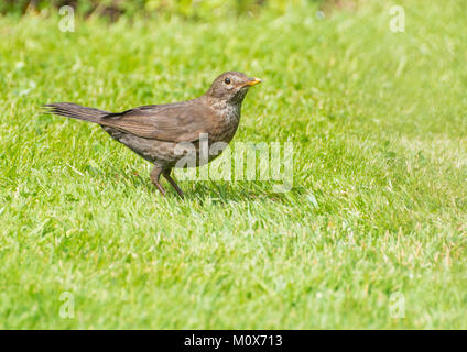 A female blackbird stands on a lawn. Stock Photo