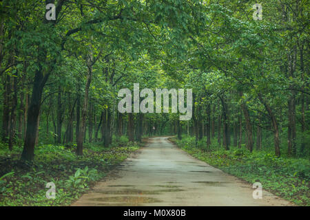 A drive through the magnificent coffee estates of Coorg in the Western Ghats of India. Stock Photo