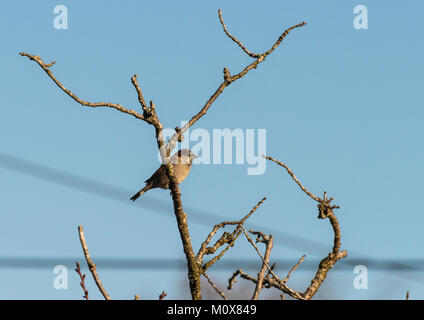A shot of a house sparrow resting in the branches of a tree. Stock Photo