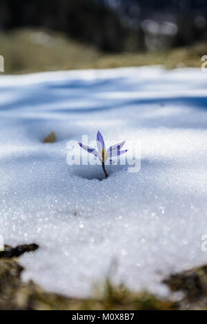 Wild crocus makes its way through the snow high in the mountains Stock Photo