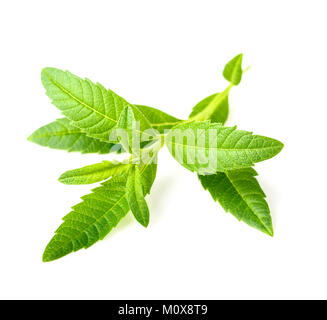 fresh lippia leaves on the white background Stock Photo