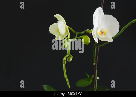branch with white flowers and buds of an orchid on a black background. shallow depth of field Stock Photo