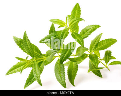 fresh lippia leaves on the white background Stock Photo