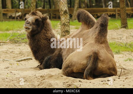 Bacterian camel in a park Stock Photo