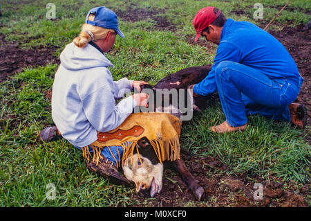 Ranch neighbors geld and brand calves at a cattle roundup and branding in South Dakota. Stock Photo