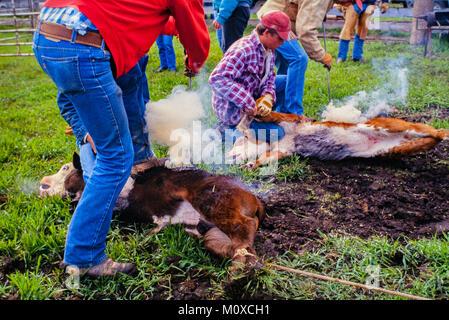 Ranch neighbors geld and brand calves at a cattle roundup and branding in South Dakota. Stock Photo