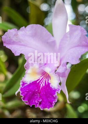 Pink orchid flower in Jardín de Caridad Donarían in Vinales, Cuba Stock Photo
