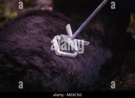 Ranch neighbors geld and brand calves at a cattle roundup and branding in South Dakota. Stock Photo