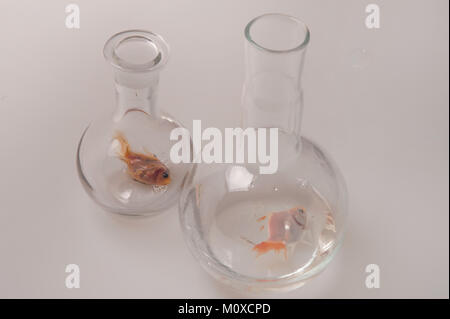 Two glass transparent chemical flasks on a white background, inside each lays a goldfish, a symbol of quarrel, separation, loneliness. Stock Photo