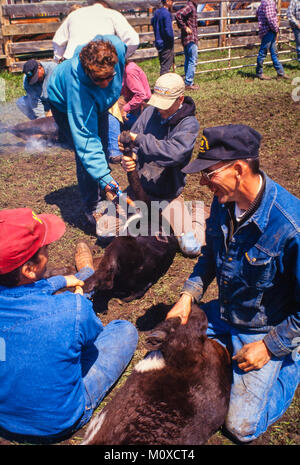 Ranch neighbors geld and brand calves at a cattle roundup and branding in South Dakota. Stock Photo