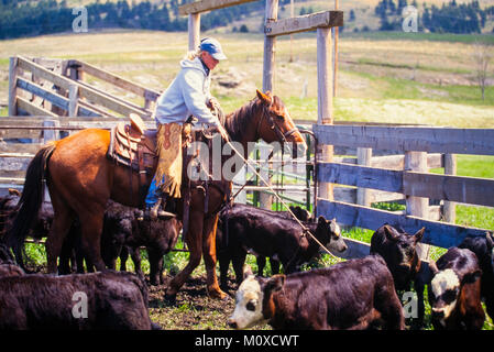 Ranch neighbors help with a cattle roundup and branding in South Dakota. Stock Photo