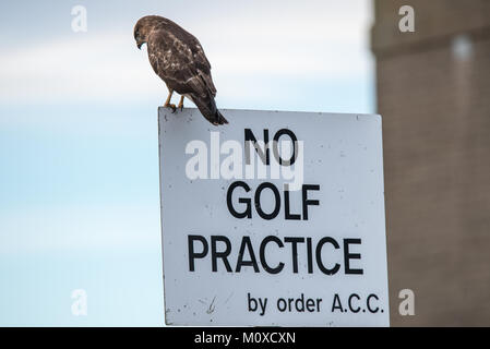 Common Buzzard standing guard to stop golf practice! Stock Photo