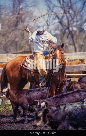 Ranch neighbors help with a cattle roundup and branding in South Dakota. Stock Photo