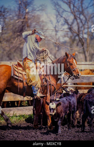 Ranch neighbors help with a cattle roundup and branding in South Dakota. Stock Photo