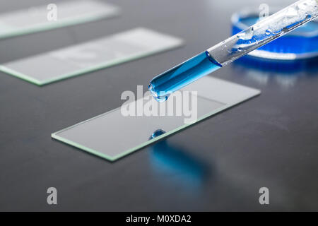 Pipette dropper placing blue liquid substrance on a microscope glass slide, petri dish on the background Stock Photo