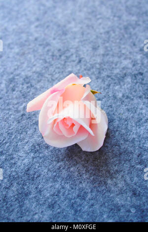 pink rose on grey background macro Stock Photo