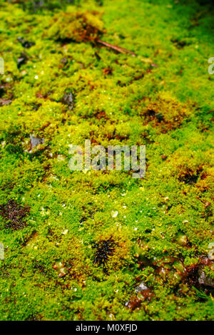 close up dewdrops on moss Stock Photo