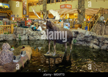 A taxidermy display of a bull moose standing in a pond with fish and Canada Geese with customers shopping in a Cabela's store in Hamburg, PA USA Stock Photo