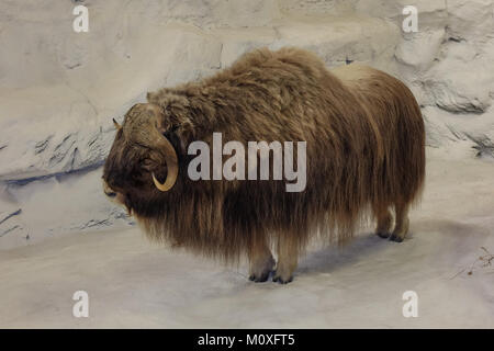 A taxidermy North American muskox on display in a Cabela's sporting goods store in Hamburg, PA USA Stock Photo